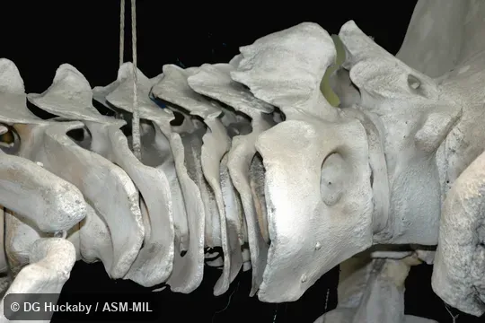 Right lateral view of cervical vertebrae.  Also as Common Rorqual, Finback, Fin-backed Whale, Finner, Herring Whale, Razorback.