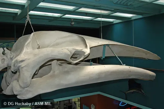 Right lateral view of skull and lower jaw.  Also as Common Rorqual, Finback, Fin-backed Whale, Finner, Herring Whale, Razorback.