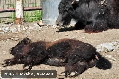 Juvenile lying on side with hooves and underside of tail visible