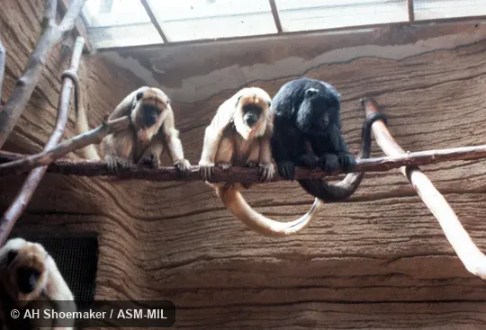 Adult male, two adult females, one juvenile.  Also as Black Howler Monkey|Black Howling Monkey|Paraguayan Howler.