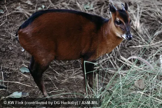 Cephalophus dorsalis dorsalis.  Also as Western Bay Duiker|Western Black-backed Duiker.