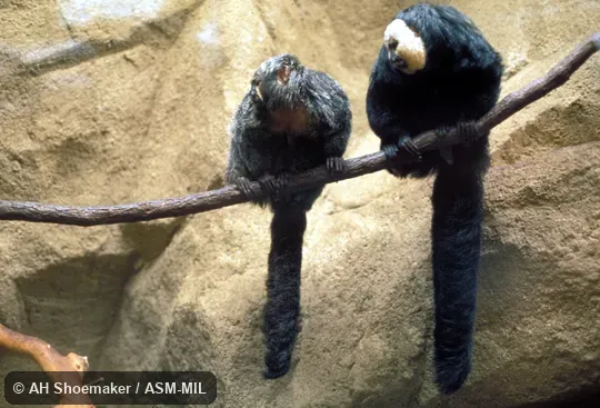 Pair of adults showing sexually dimorphic coloration.  Identified by Laura K. Marsh.  Also as Guianan Saki|Pale-headed Saki|Guiana White-faced Saki.