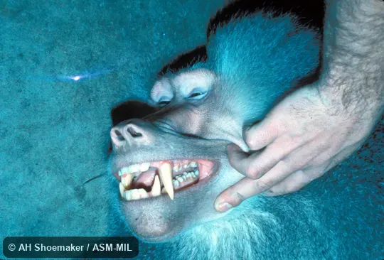 Close-up of head of adult male, mouth partially open showing dentition.  Also as Mantled Baboon|Sacred Baboon.
