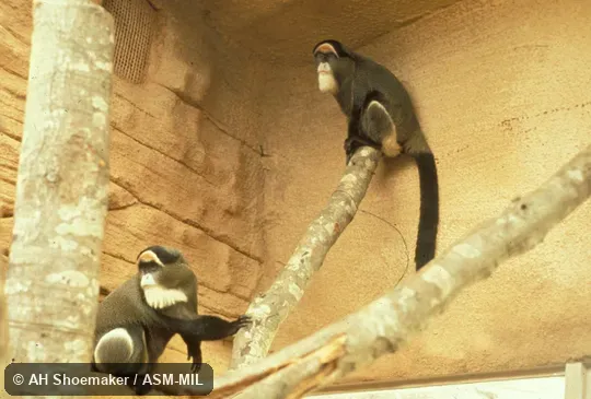 Adult pair.  Also as De Brazza's Guenon|Schlegel's Guenon.