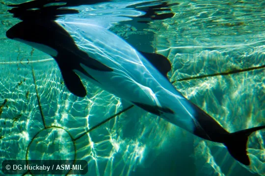 Also as Black-and-white Dolphin|Piebald Dolphin|Skunk Dolphin.