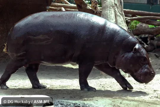 Adult male.  Formerly Hexaprotodon liberiensis.