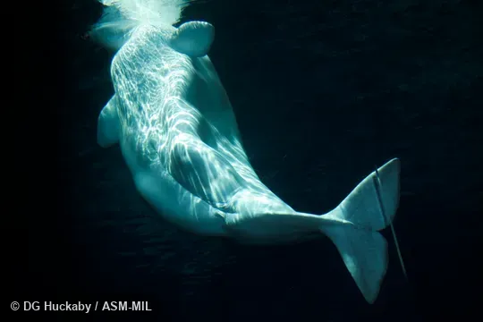 Formerly in order Cetacea.  Also as Sea Canary, White Whale.
