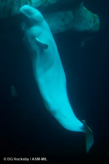 Formerly in order Cetacea.  Also as Sea Canary, White Whale.