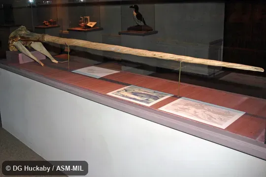 Skull of adult male.  Formerly in order Cetacea.  Also as Horned Whale|Sea Unicorn|Unicorn Whale.