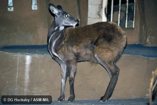 Adult male