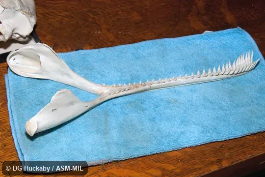 Right ventrolateral view of lower jaw.  Formerly in order Cetacea.  Formerly Platanista gangetica.  Also as Blind River Dolphin, Susu, Bhulan, South Asian River Dolphin.  California Academy of Sciences #16340, from Pakistan, Sindh province, 30 miles north Lloyd Barrage, Sukkur.