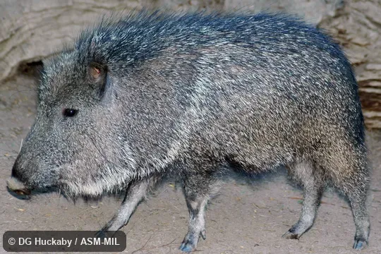 Also as Giant Peccary.  Formerly Catagonus wagneri.