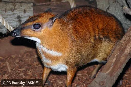 Adult female.  Also as Greater Mouse-deer.