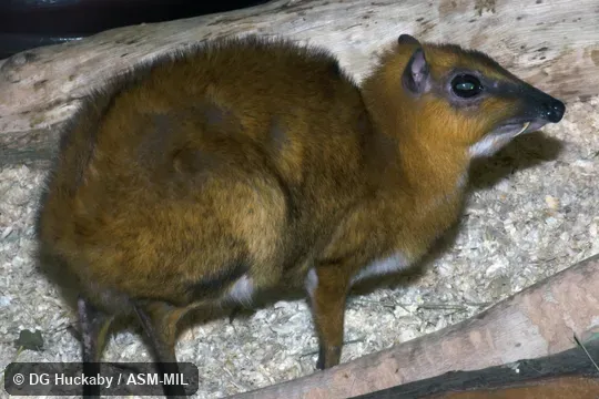 Adult male.  Also as Greater Mouse-deer.