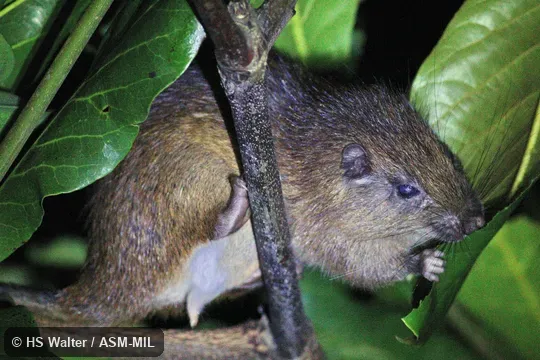 Feeding on a leaf.  Also as Cucurua|Thomas's Atlantic Tree-rat|Thomas's Atlantic Tree Rat.