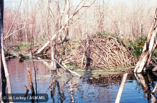 Outside of lodge at water's edge.  Also as American Beaver, Canadian Beaver.