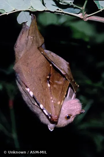 Individual of 1004424