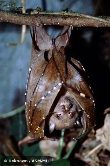 Individual of 1004424