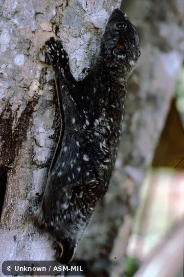 Also as Philippine Flying Lemur.