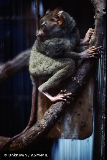 Formerly Tarsius syrichta.