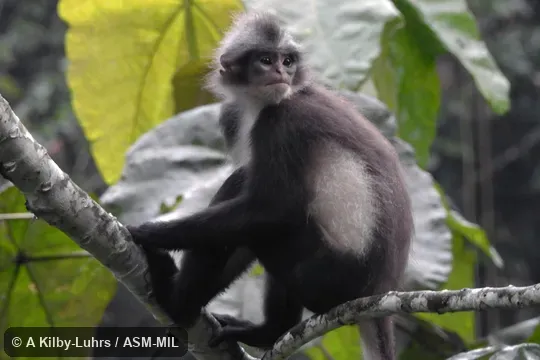 Formerly Presbytis melalophos bicolor, Sumatran Surili.  Also as Bicolored Banded Langur|Bicolored Mitered Langur|Sumatran Langur.