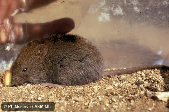 Side view of captive. Also as Long-haired Akodont, Long-haired Grass Mouse. Side view of captive. Also as Long-haired Akodont, Long-haired Grass Mouse.