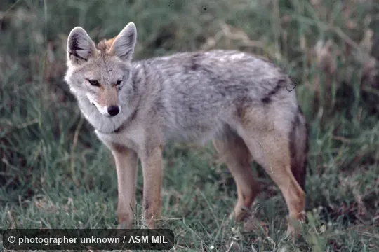 Canis lupaster bea.  Formerly Canis aureus bea, Golden Jackal.  Also as Canis anthus.  Also as African Golden Wolf, African Wolf, Egyptian Wolf.