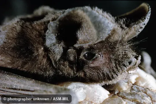 Formerly Tadarida aegyptiaca. Also as Egyptian Guano Bat|Egyptian Nyctinome. Formerly Tadarida aegyptiaca. Also as Egyptian Guano Bat|Egyptian Nyctinome.