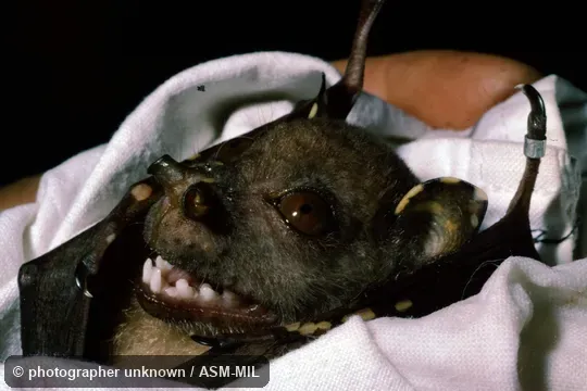 Also as Eastern Tube-nosed Bat|Queensland Tube-nosed Bat.