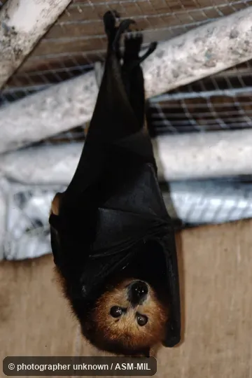 Captive animal taken at Mauritius, Black River Gorge National Park.  Also as Black-spined Flying Fox|Black-Spined Fruit Bat|Mauritian Flying Fox|Mauritius Fruit Bat.