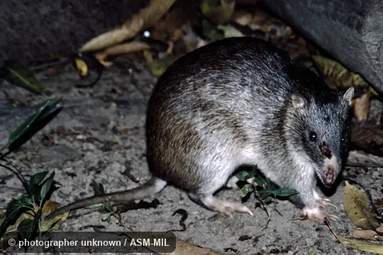 Also as Brindled Bandicoot|Giant Brindled Bandicoot|Large Northern Bandicoot|Northern Short-nosed Bandicoot.