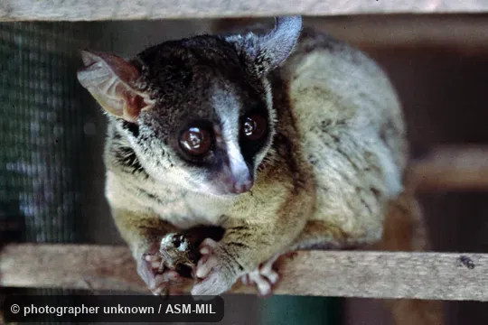 Identification based on geography.  Formerly Galago orinus.  Also as Amani Dwarf Galago|Uluguru Bushbaby|Usambara Galago.