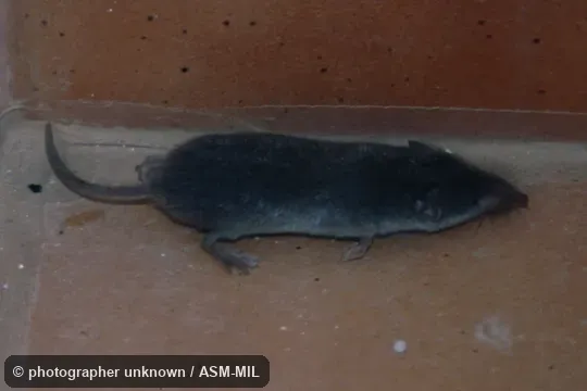 Formerly Soricomorpha.  Also as Greater Shrew.