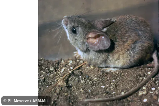 Dorso-lateral view of captive.  Also as Darwin's Pericote.