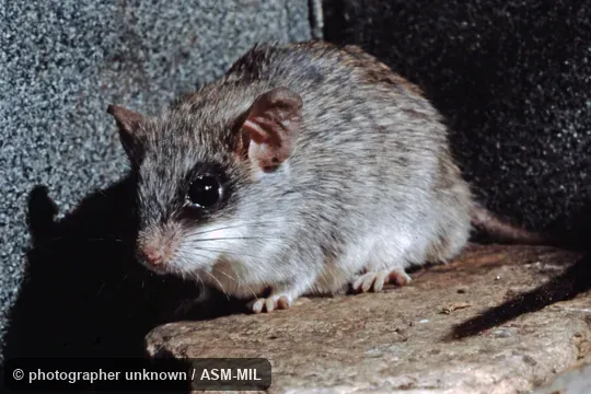 Also as Sundevall's Thallomys|Acacia Thallomys.