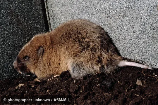 Probably formerly Tachyoryctes daemon, Demon African Mole Rat.  Also as East African Mole-rat.