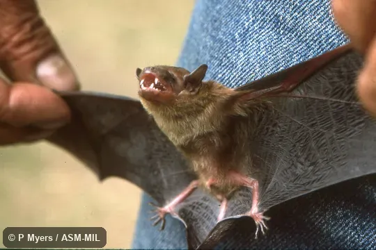 Formerly Eptesicus dimissus, Surat Serotine.