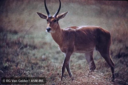 Redunca arundinum arundinum, Southern Common Reedbuck.  Also as Common Reedbuck.
