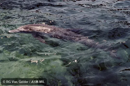 Formerly in order Cetacea.  Also as Bridled Dolphin, Cuvier's Porpoise, Spotted Porpoise.