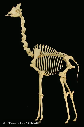 Individual of 1006364