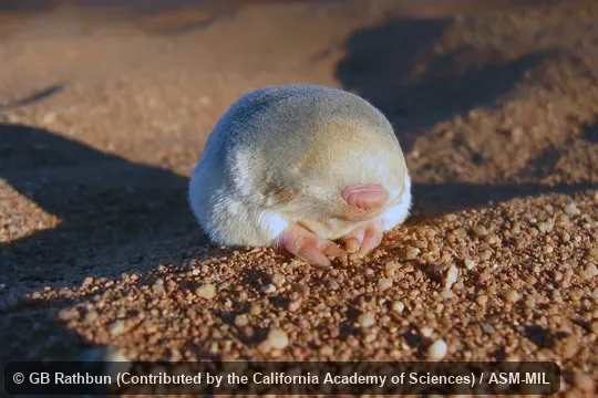 Nose, face, and forefeet.  Also as Namib Golden Mole.