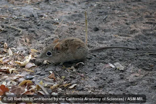 Also as Short-snouted Elephant-shrew.