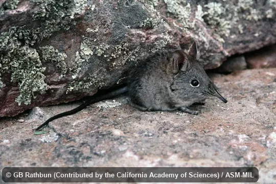 Also as Cape Rock Elephant-shrew|Cape Sengi|Cape Elephant-shrew.