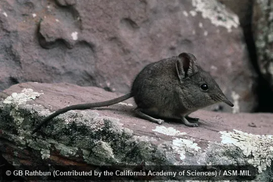 Also as Karoo Rock Elephant-shrew.