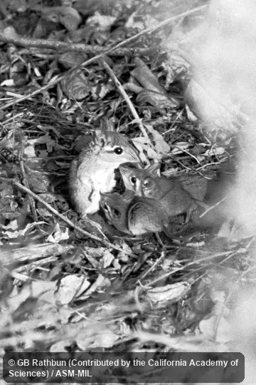 Upright female suckling twins.  Formerly Elephantulus rufescens.  Also as Rufous Elephant-shrew, East African Long-eared Sengi, East African Long-eared Elephant-shrew, Rufous Spectacled Sengi, Rufous Spectacled Elephant-shrew, Spectacled Sengi, Spectacled Elephant-shrew.