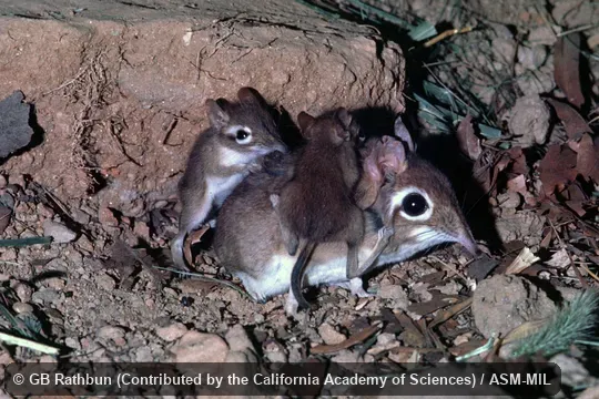 Neonates scent-marking adult back pelage.  Captive population from Kenya, Makueni county (former Eastern province), Kibwezi, Bushwhackers Safari Camp.  Formerly Elephantulus rufescens.  Also as Rufous Elephant-shrew, East African Long-eared Sengi, East African Long-eared Elephant-shrew, Rufous Spectacled Sengi, Rufous Spectacled Elephant-shrew, Spectacled Sengi, Spectacled Elephant-shrew.
