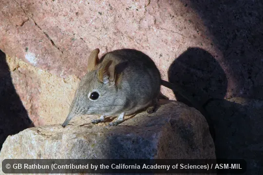 Also as Western Rock Elephant-shrew|Smith's Rock Sengi|Smith's Rock Elephant-shrew.