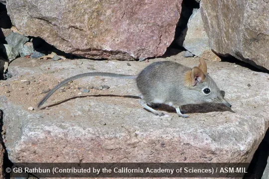 Also as Western Rock Elephant-shrew, Smith's Rock Sengi, Smith's Rock Elephant-shrew.