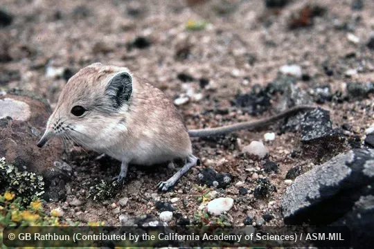 Also as Namib Round-eared Elephant-shrew, Round-eared Sengi, Round-eared Elephant-shrew, Short-eared Sengi, Short-eared Elephant-shrew.