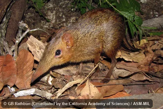 Also as Chequered Elephant-shrew|Chequered Giant Sengi.